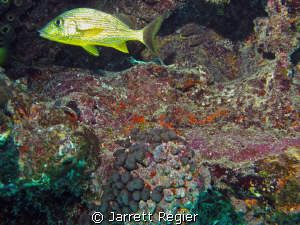 Key Largo-Molasses Reef by Jarrett Regier 